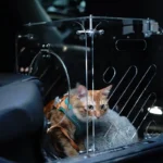 Cat bag, pet trolley case, portable cat travel bag when going out, large capacity for dogs - Image 3