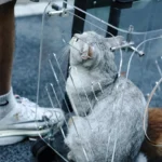 Cat bag, pet trolley case, portable cat travel bag when going out, large capacity for dogs - Image 2